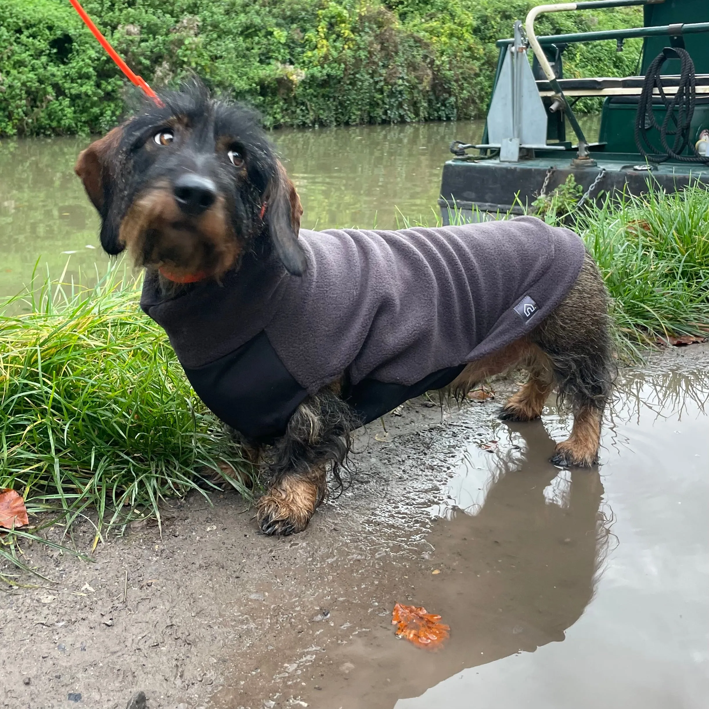 Standard Dachshund Fleece Jumper with Waterproof Belly Panel