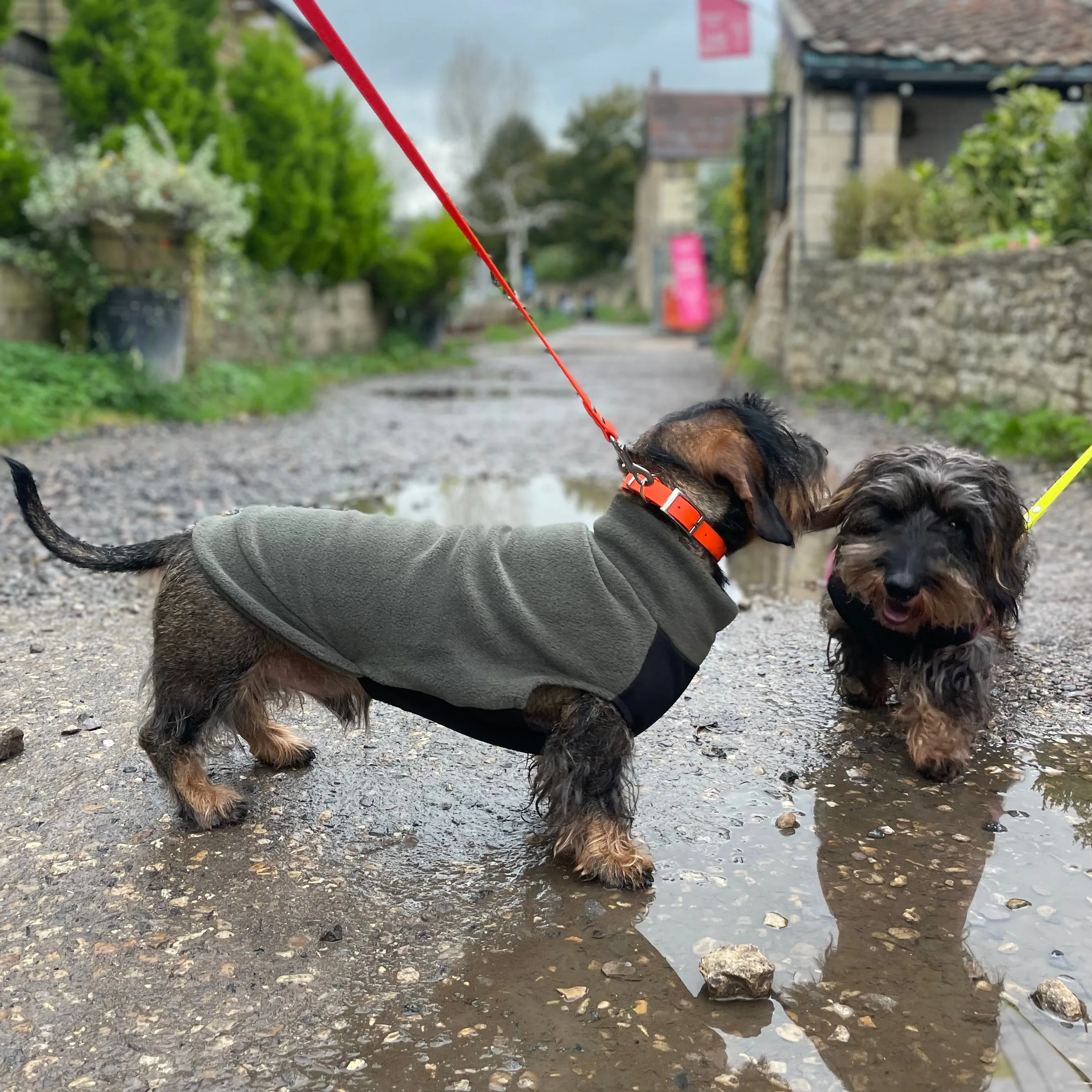 Standard Dachshund Fleece Jumper with Waterproof Belly Panel