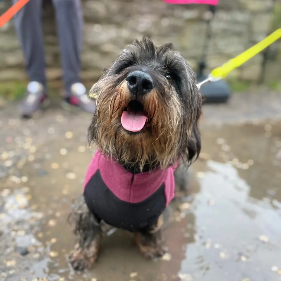 Standard Dachshund Fleece Jumper with Waterproof Belly Panel
