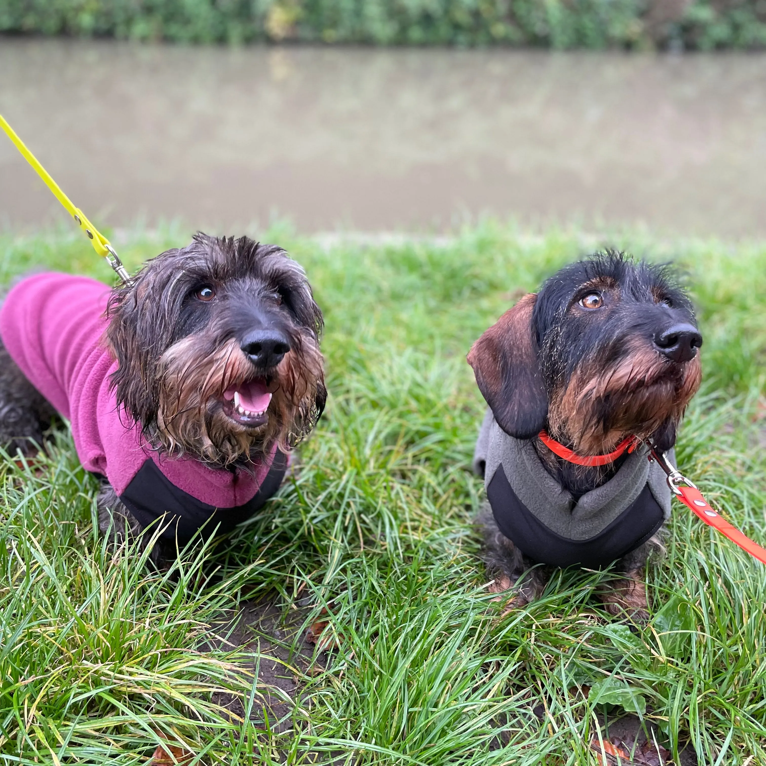 Standard Dachshund Fleece Jumper with Waterproof Belly Panel