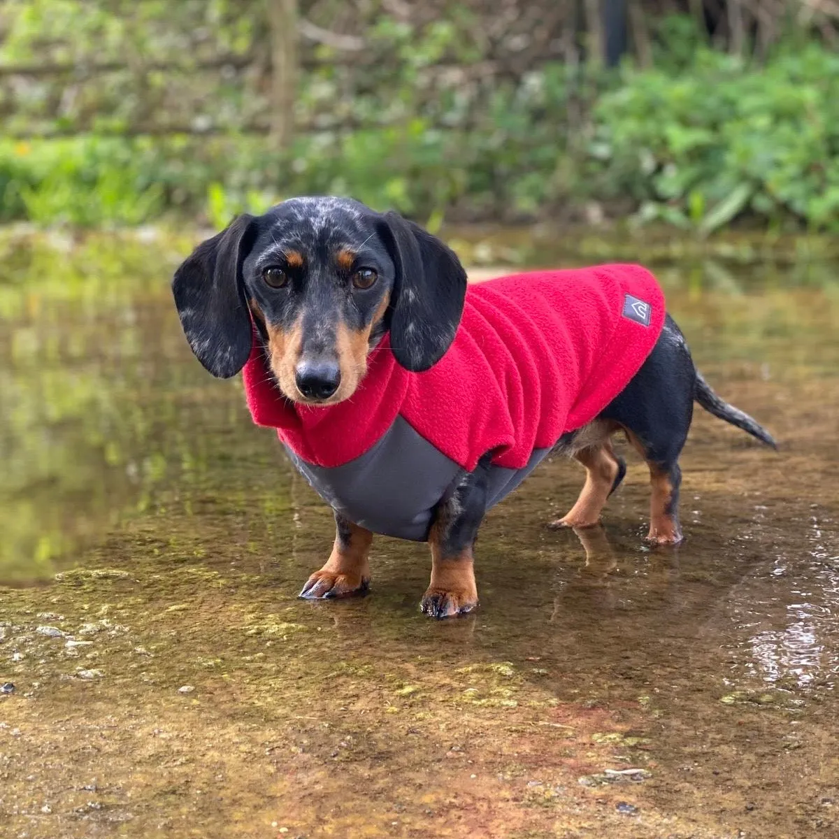 Standard Dachshund Fleece Jumper with Waterproof Belly Panel