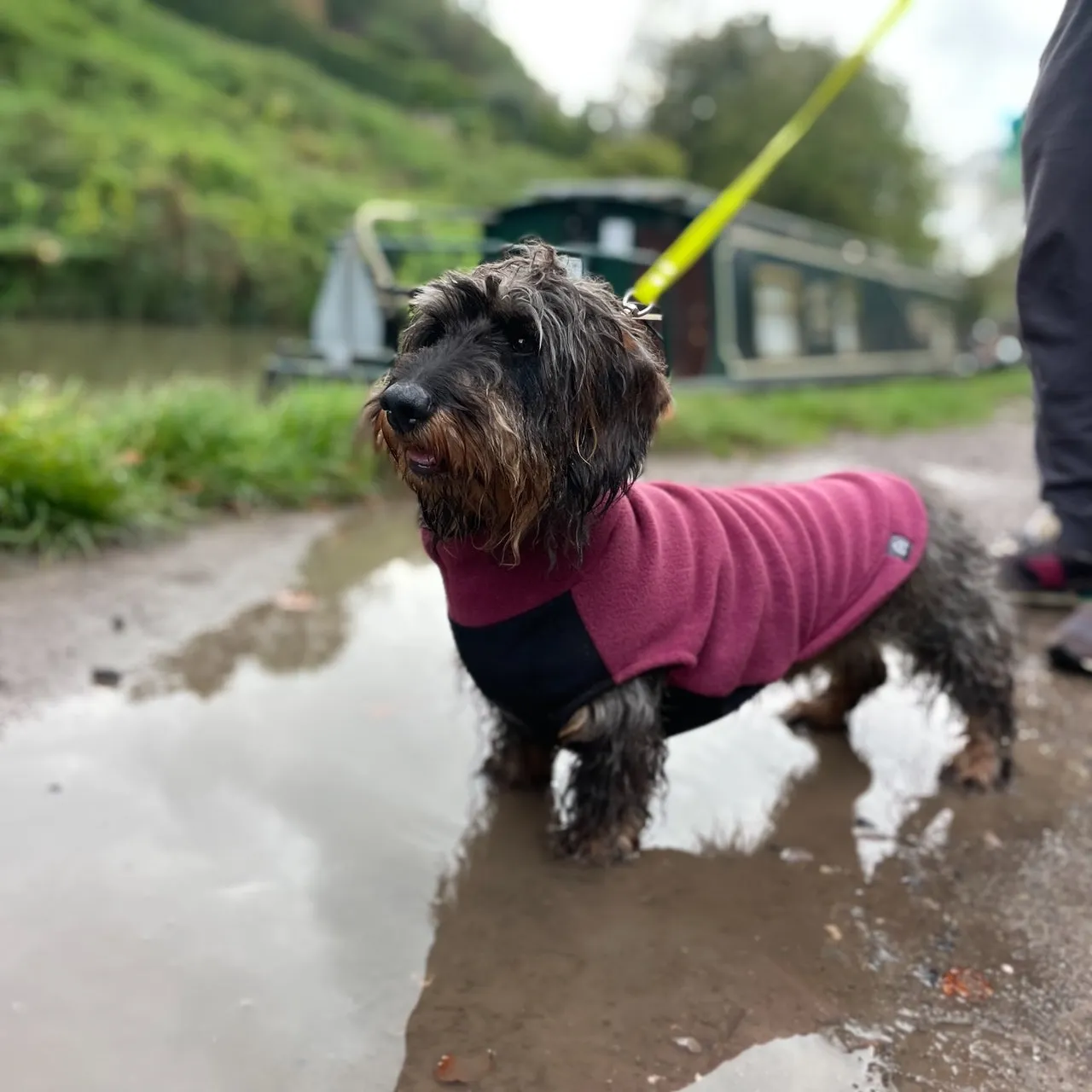 Standard Dachshund Fleece Jumper with Waterproof Belly Panel