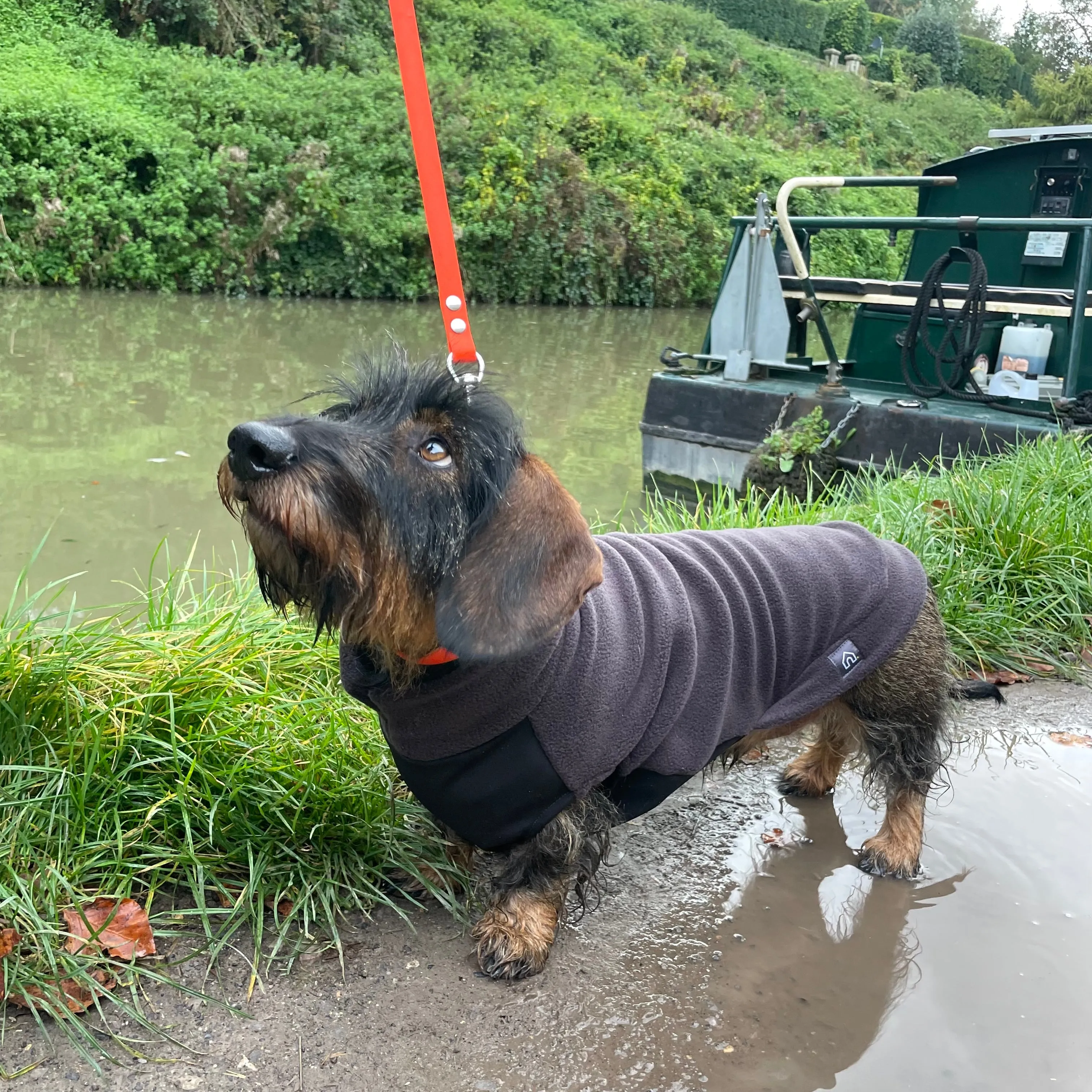 Standard Dachshund Fleece Jumper with Waterproof Belly Panel