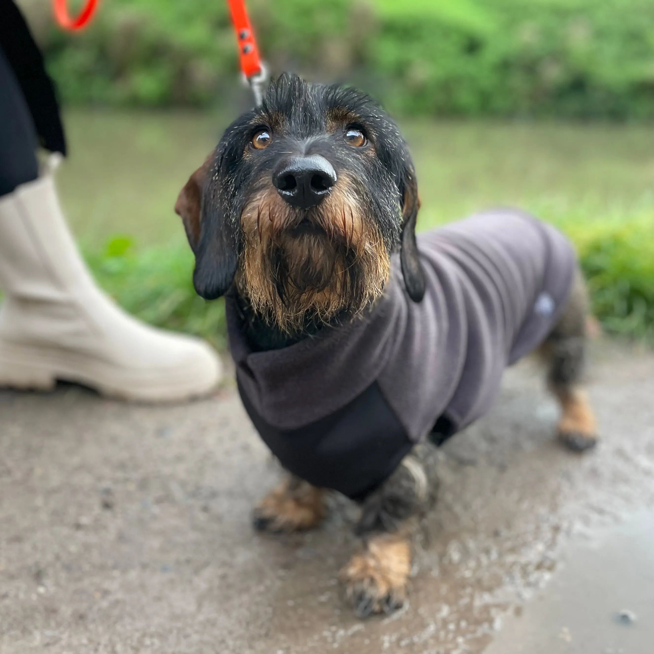 Standard Dachshund Fleece Jumper with Waterproof Belly Panel