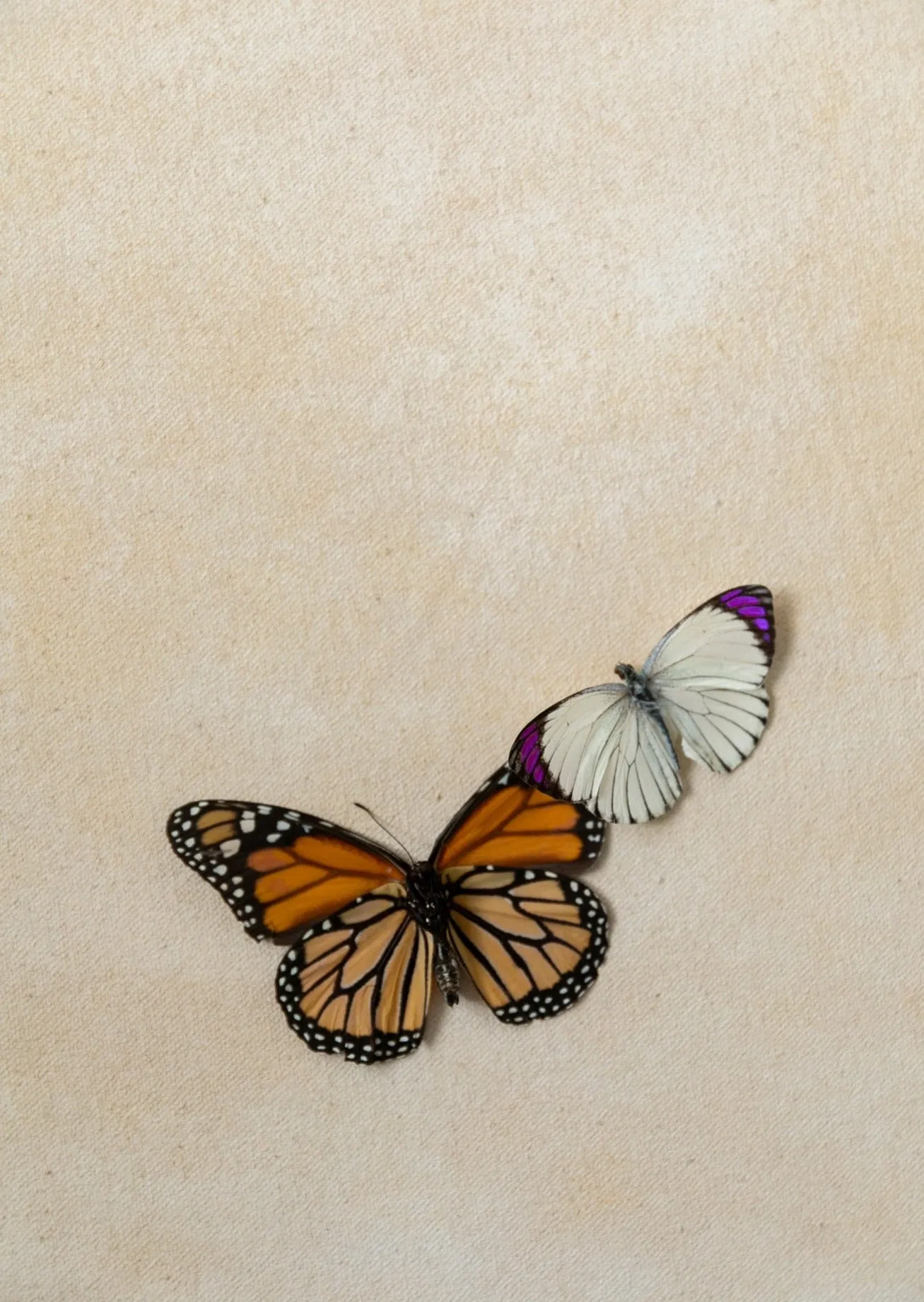 Winter Dove // Mini Painting